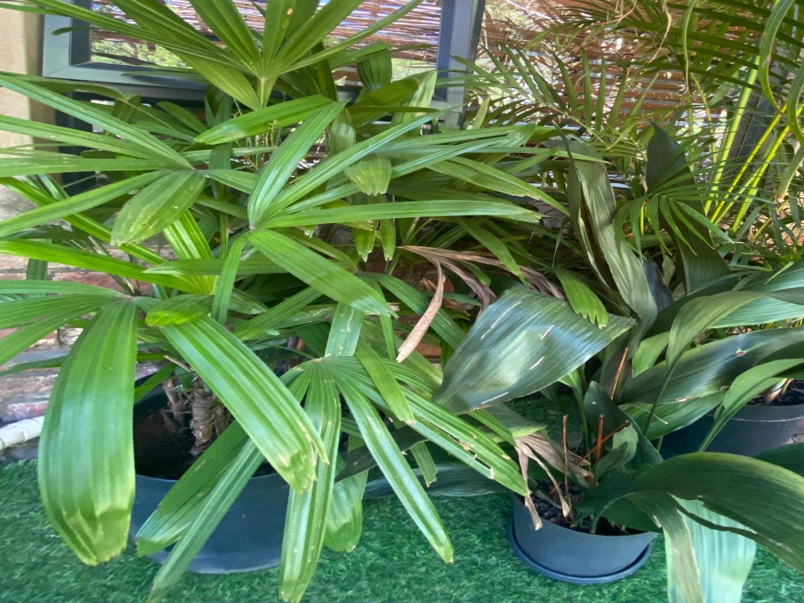 Aloe Klerksdorp Bed and Breakfast Kamer foto